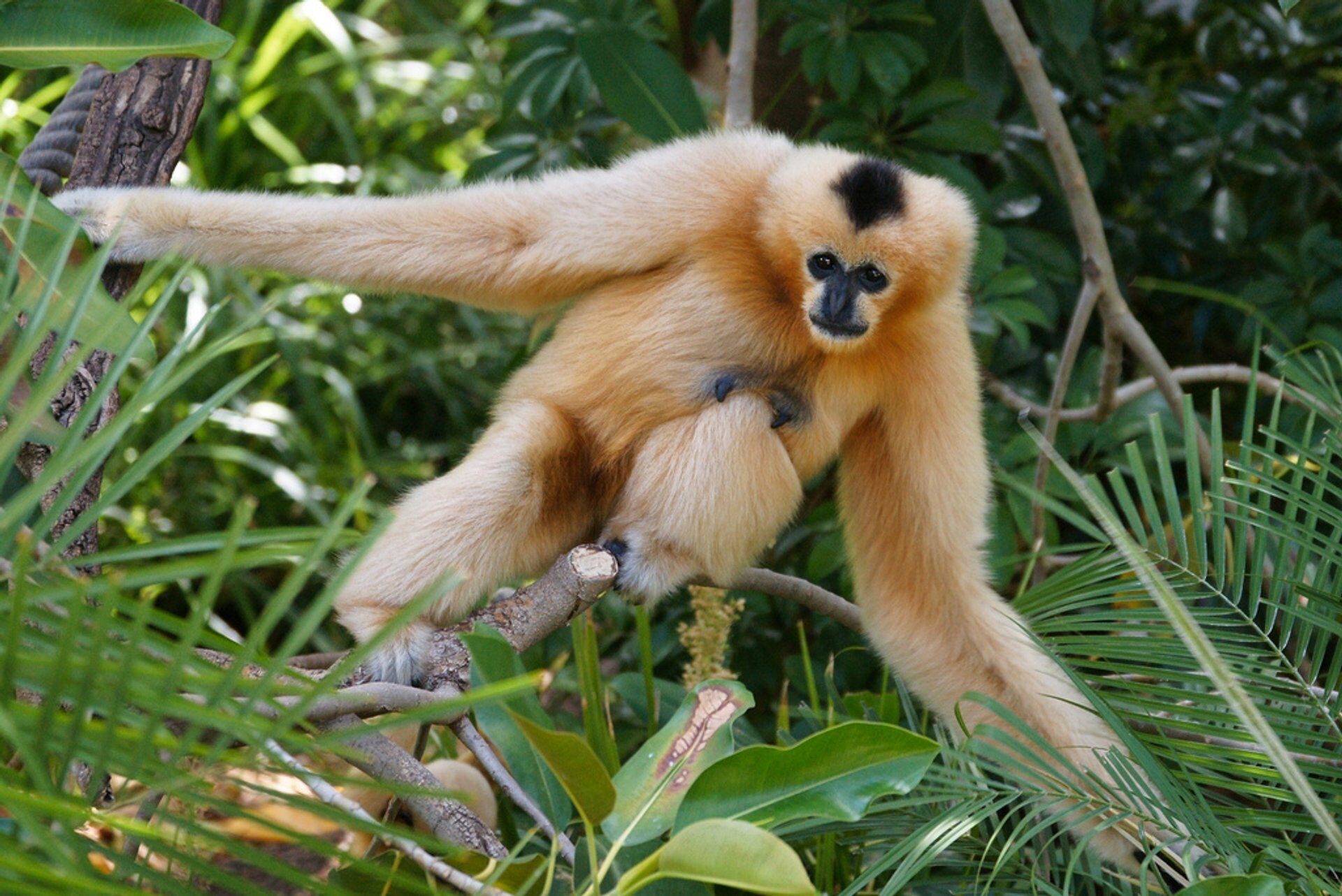 Photograph Laos’ elusive gibbons at dawn